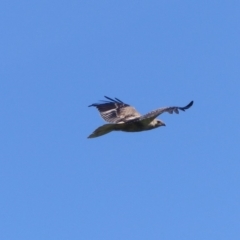 Haliastur sphenurus (Whistling Kite) at Bega, NSW - 29 Mar 2020 by MatthewHiggins