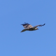 Haliastur sphenurus (Whistling Kite) at Bega, NSW - 28 Mar 2020 by MatthewHiggins