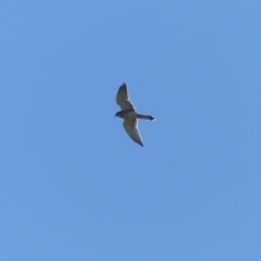 Falco cenchroides (Nankeen Kestrel) at Bega, NSW - 29 Mar 2020 by MatthewHiggins