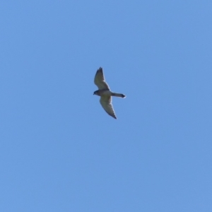 Falco cenchroides at Bega, NSW - 29 Mar 2020