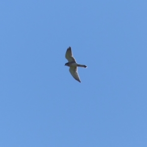 Falco cenchroides at Bega, NSW - 29 Mar 2020 10:44 AM