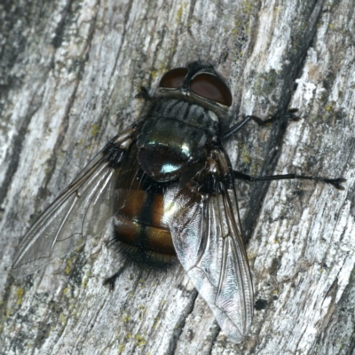 Rutilia (Donovanius) sp. (genus & subgenus) (A Bristle Fly) at Mount Ainslie - 28 Mar 2020 by jb2602