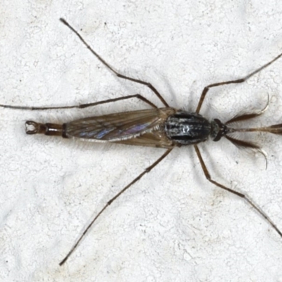 Culicidae (family) (A mosquito) at Ainslie, ACT - 28 Mar 2020 by jb2602