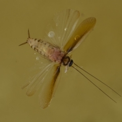 Blattodea (order) (Unidentified cockroach) at QPRC LGA - 28 Mar 2020 by WHall