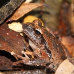 Litoria lesueuri (Lesueur's Tree-frog) at Wattamolla, NSW - 29 Mar 2020 by WattaWanderer