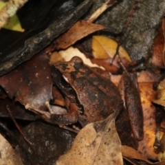 Litoria lesueuri at Wattamolla, NSW - 29 Mar 2020 12:23 PM