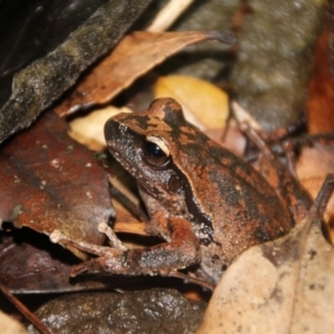 Litoria lesueuri at Wattamolla, NSW - 29 Mar 2020 12:23 PM