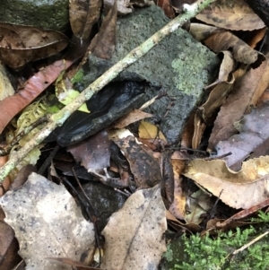 Litoria lesueuri at Wattamolla, NSW - 29 Mar 2020