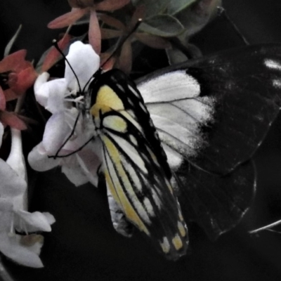 Belenois java (Caper White) at Wanniassa, ACT - 29 Mar 2020 by JohnBundock