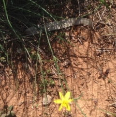 Tricoryne elatior (Yellow Rush Lily) at Hughes Grassy Woodland - 29 Mar 2020 by jennyt