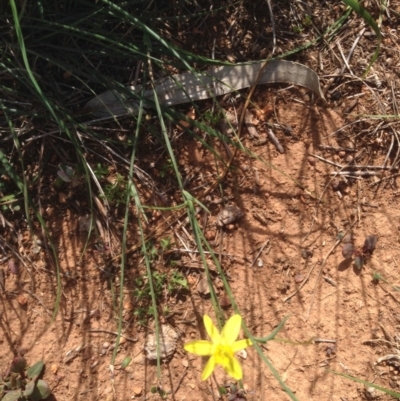 Tricoryne elatior (Yellow Rush Lily) at Hughes Grassy Woodland - 29 Mar 2020 by jennyt
