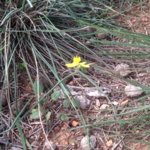 Tricoryne elatior at Hughes, ACT - 29 Mar 2020