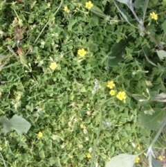 Oxalis thompsoniae (Fluffy-fruit Wood-sorrel) at Hughes Grassy Woodland - 29 Mar 2020 by jennyt