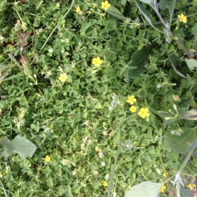 Oxalis thompsoniae (Fluffy-fruit Wood-sorrel) at Hughes, ACT - 29 Mar 2020 by jennyt