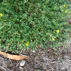 Oxalis thompsoniae at Hughes, ACT - 29 Mar 2020 01:45 PM