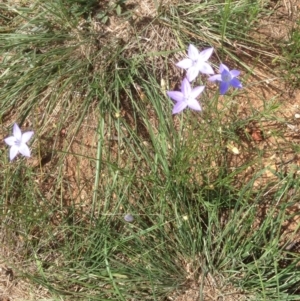 Wahlenbergia sp. at Hughes, ACT - 29 Mar 2020