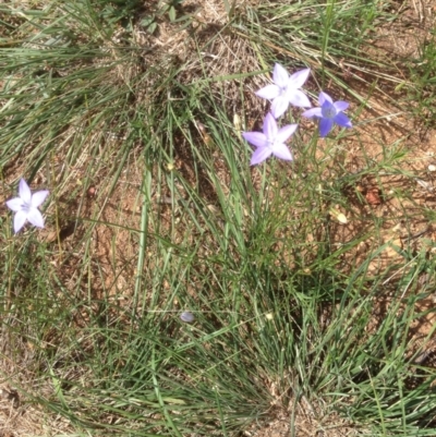 Wahlenbergia sp. (Bluebell) at Hughes Grassy Woodland - 29 Mar 2020 by jennyt