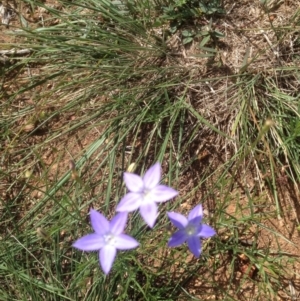 Wahlenbergia sp. at Hughes, ACT - 29 Mar 2020 01:48 PM