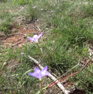 Wahlenbergia sp. at Hughes, ACT - 29 Mar 2020