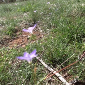 Wahlenbergia sp. at Hughes, ACT - 29 Mar 2020