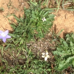 Wahlenbergia luteola (Yellowish Bluebell) at Hughes Grassy Woodland - 29 Mar 2020 by jennyt