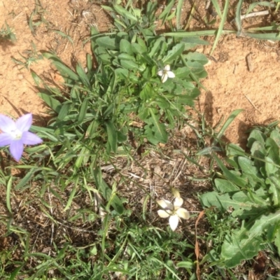 Wahlenbergia luteola (Yellowish Bluebell) at Red Hill to Yarralumla Creek - 29 Mar 2020 by jennyt
