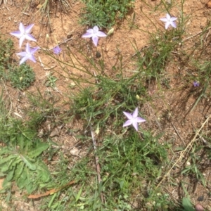 Wahlenbergia luteola at Hughes, ACT - 29 Mar 2020