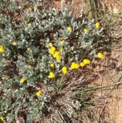 Chrysocephalum apiculatum (Common Everlasting) at Hughes Grassy Woodland - 29 Mar 2020 by jennyt