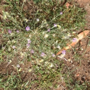 Vittadinia cuneata var. cuneata at Hughes, ACT - 29 Mar 2020