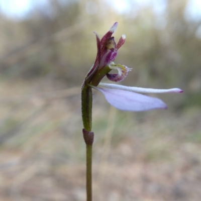 Eriochilus cucullatus (Parson's Bands) at Rugosa - 28 Mar 2020 by SenexRugosus