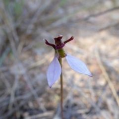 Eriochilus cucullatus at Yass River, NSW - suppressed