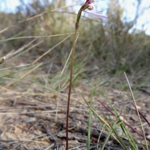 Eriochilus cucullatus at Yass River, NSW - suppressed