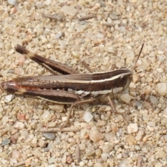 Macrotona australis (Common Macrotona Grasshopper) at Greenway, ACT - 28 Mar 2020 by RodDeb