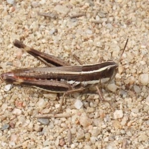 Macrotona australis at Greenway, ACT - 28 Mar 2020