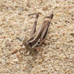 Macrotona australis at Greenway, ACT - 28 Mar 2020