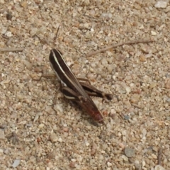 Macrotona australis at Greenway, ACT - 28 Mar 2020 01:40 PM