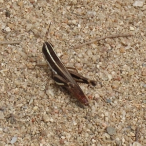 Macrotona australis at Greenway, ACT - 28 Mar 2020 01:40 PM