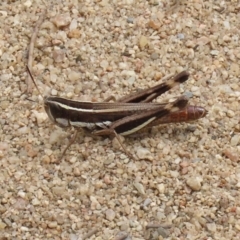 Macrotona australis at Greenway, ACT - 28 Mar 2020