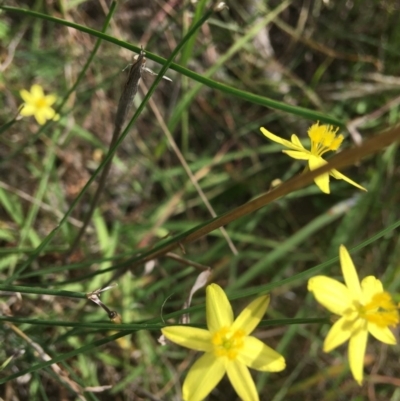 Tricoryne elatior (Yellow Rush Lily) at Molonglo River Reserve - 29 Mar 2020 by KL