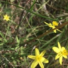 Tricoryne elatior (Yellow Rush Lily) at Lower Molonglo - 29 Mar 2020 by KL