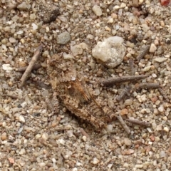 Pycnostictus sp. 1 at Greenway, ACT - 28 Mar 2020