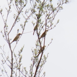 Caligavis chrysops at Greenway, ACT - 28 Mar 2020