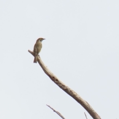 Caligavis chrysops at Greenway, ACT - 28 Mar 2020