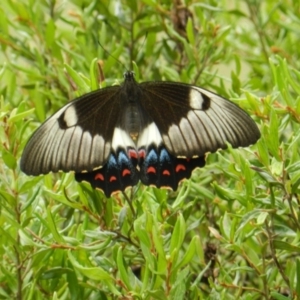 Papilio aegeus at South Wolumla, NSW - 9 Feb 2012
