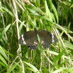 Papilio aegeus (Orchard Swallowtail, Large Citrus Butterfly) at South Wolumla, NSW - 14 Feb 2016 by SueMuffler