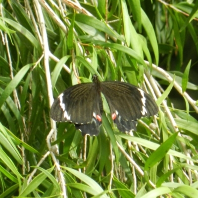 Papilio aegeus (Orchard Swallowtail, Large Citrus Butterfly) at South Wolumla, NSW - 13 Feb 2016 by SueMuffler