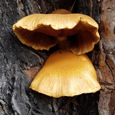 Gymnopilus junonius (Spectacular Rustgill) at Tharwa, ACT - 29 Mar 2020 by trevorpreston
