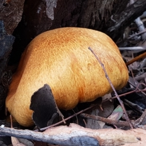 Gymnopilus junonius at Tharwa, ACT - 29 Mar 2020