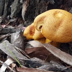 Gymnopilus junonius at Tharwa, ACT - 29 Mar 2020