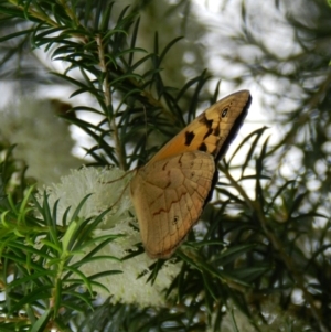 Heteronympha merope at South Wolumla, NSW - 23 Nov 2011